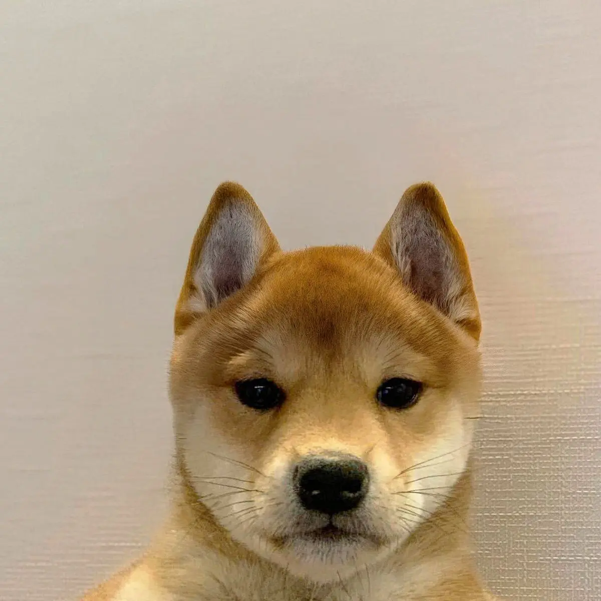 $DOG